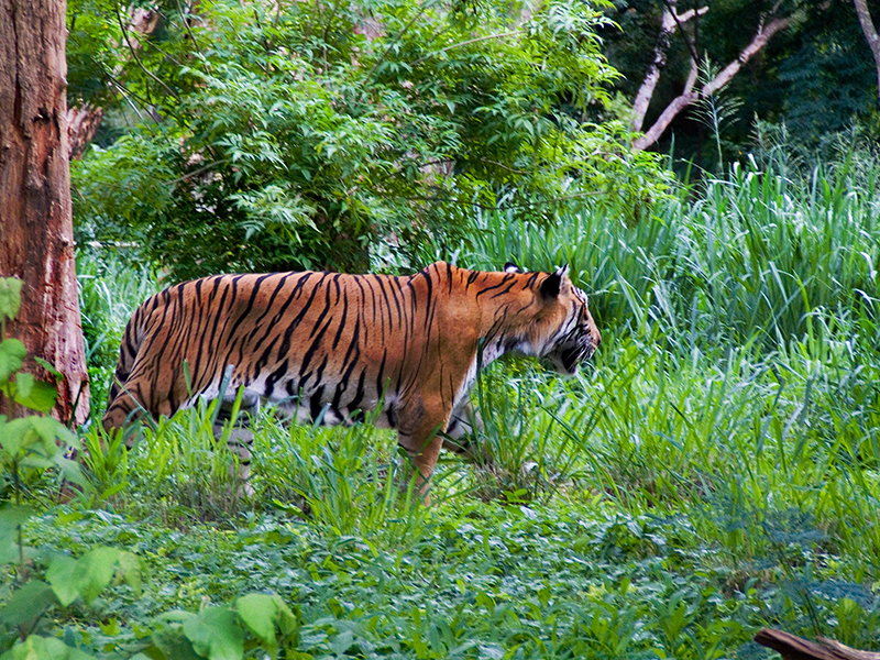 Tiger at Mysore Zoo
