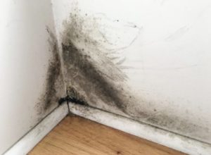 How To Detect Mold and When to Hire a Professional