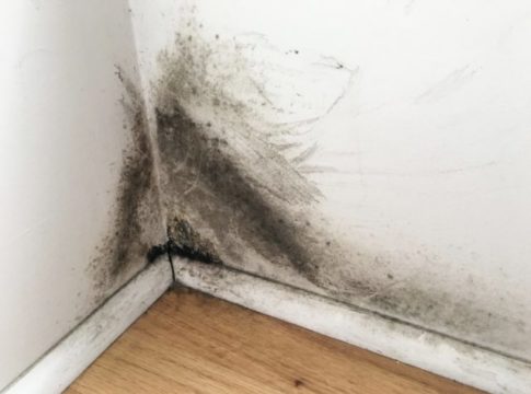How To Detect Mold and When to Hire a Professional